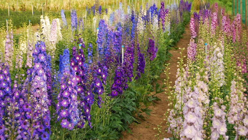 Hoa phi yến - Hoa tặng sinh nhật người yêu tháng 7