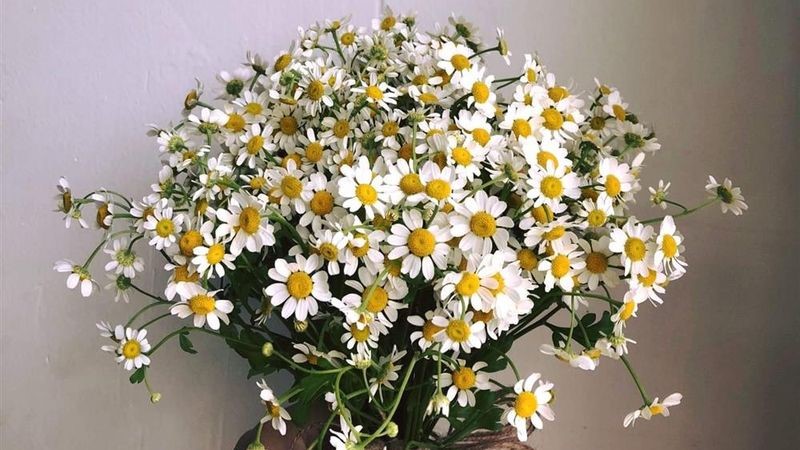 Hoa cúc tana tặng cho bạn gái sinh tháng 11