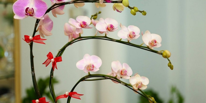 Ý nghĩa của hoa lan hồ điệp