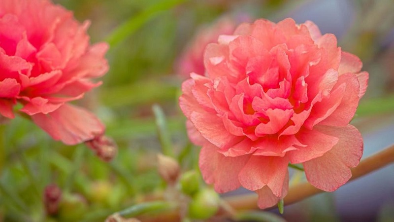 Hoa là món quà tinh tế và hoàn hảo