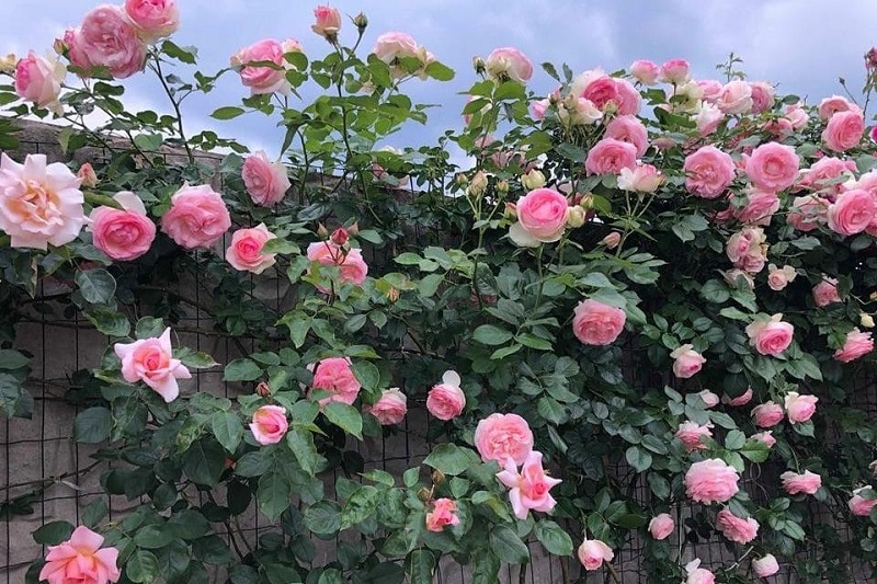 Bày tỏ tình cảm chân thành