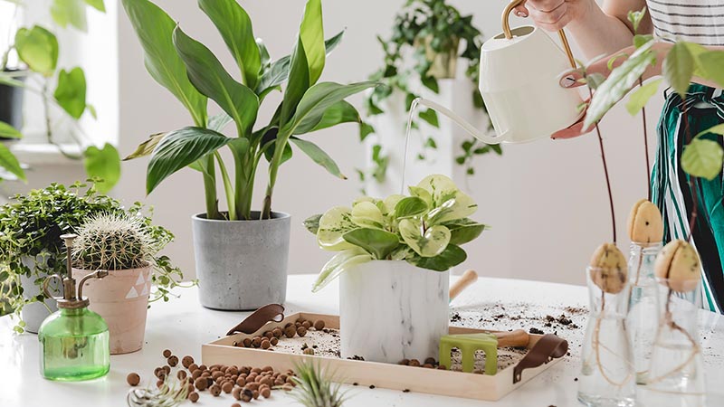 Quà tặng cây cảnh, hoa tươi