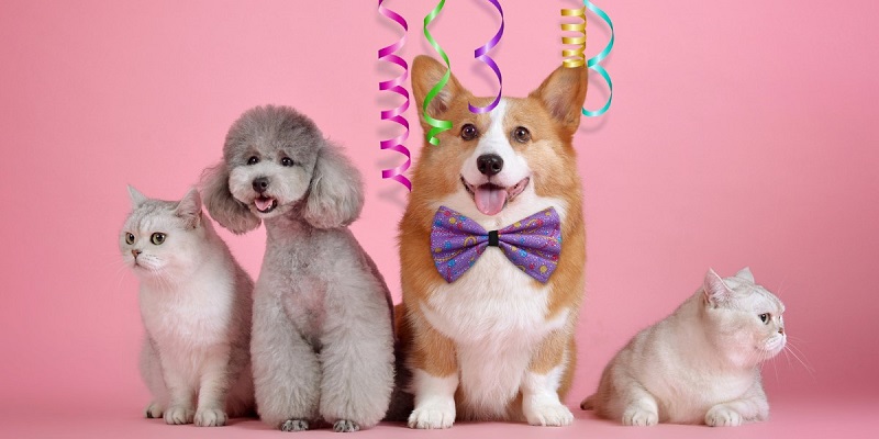 Thú cưng cho những cô nàng yêu động vật