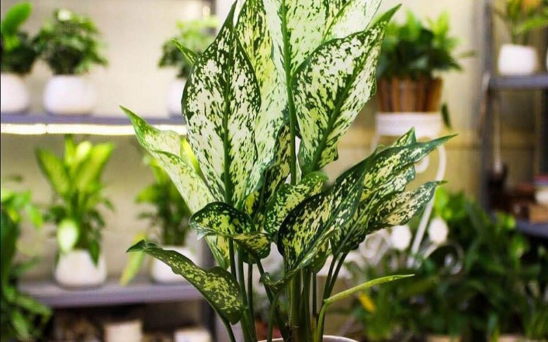 Chậu cây ngọc ngân để bàn