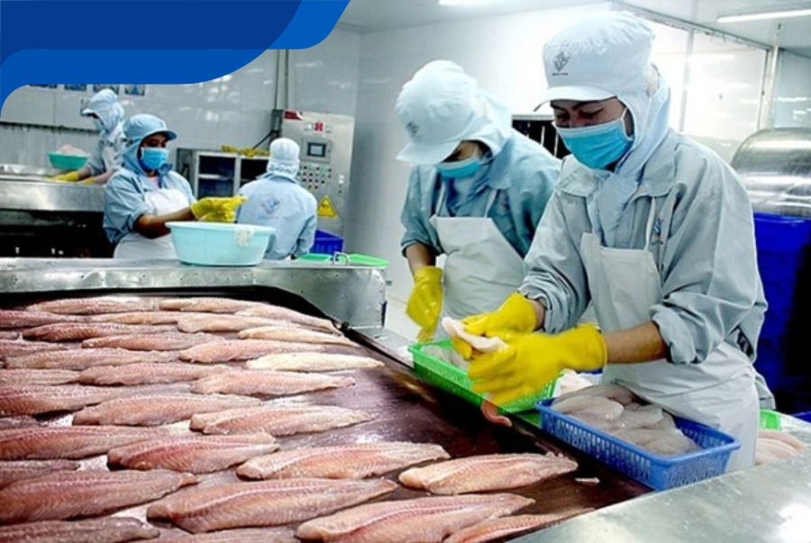 sản xuất cá tra