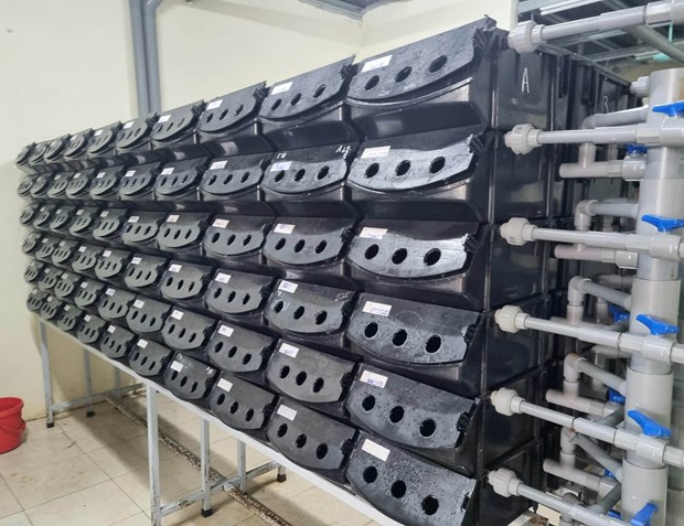 Hộp nhựa nuôi cua trong nhà