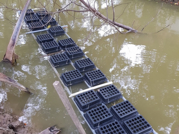 Nuôi cua biển ngoài trời