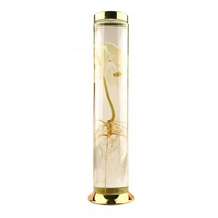 Bình ngâm rượu nhựa PET dáng trụ 1.9L