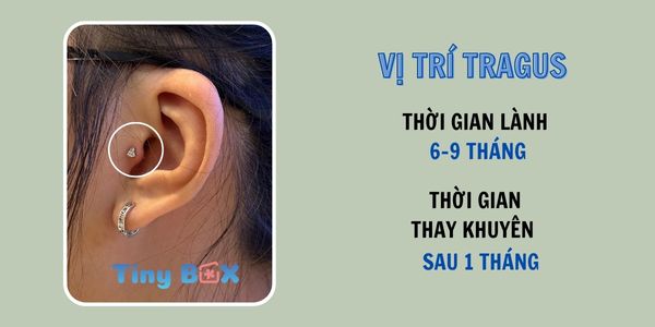 Bấm lỗ tai ở đâu thì đẹp? xỏ khuyên tinybox