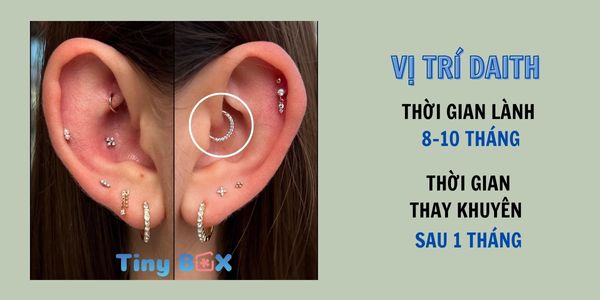 Bấm lỗ tai ở đâu thì đẹp? xỏ khuyên tinybox