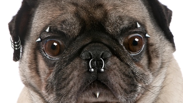 Xỏ khuyên tai cho chó được không