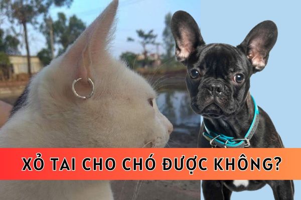 Xỏ khuyên tai cho chó được không