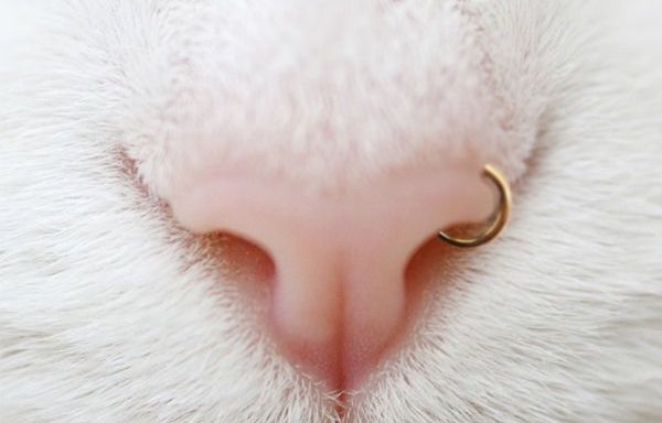 Xỏ khuyên tai cho chó được không