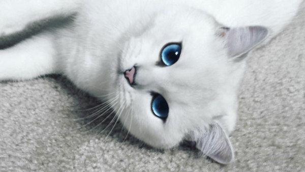 Xỏ khuyên tai cho chó được không