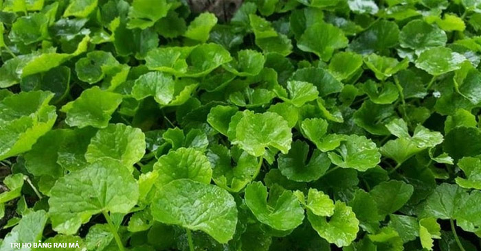 Rau má là phương pháp trị thâm mụn dễ làm tại nhà