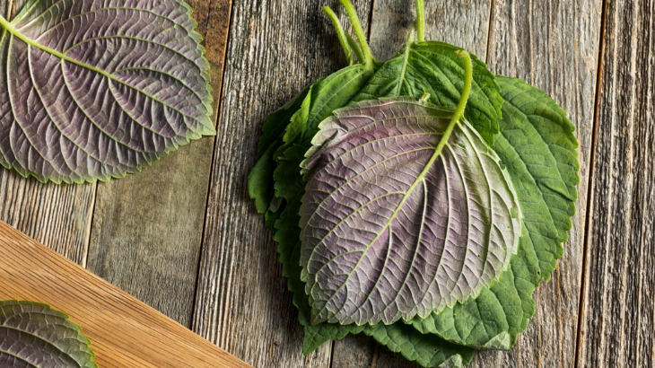 Lá tía tô đặc biệt hữu hiệu trong trị mụn li ti