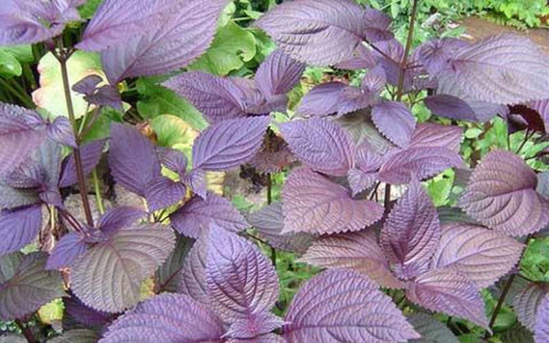 Tía tô có chứa các chất kháng khuẩn, chống viêm và giúp làm se khít lỗ chân lông.