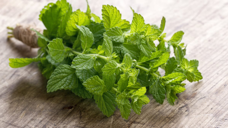 Lá bạc hà với nhiều công dụng tốt cho da