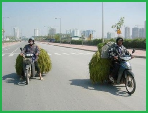 Chở lúa nếp về làng làm cốm