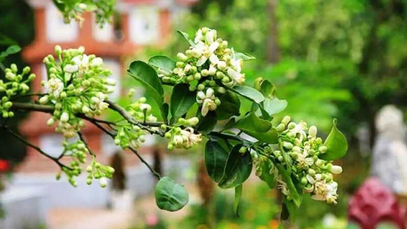 Hoa bưởi tháng ba