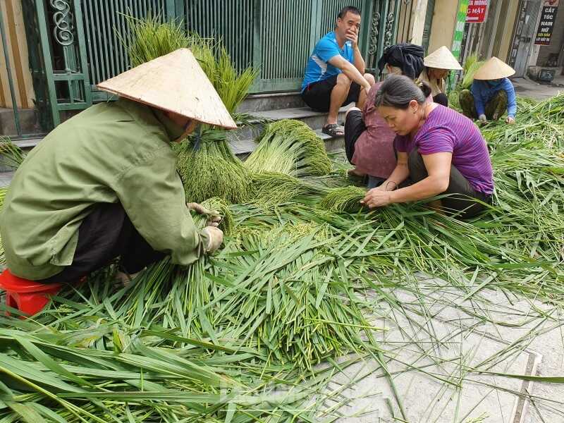 Nhặt lúa nếp làm cốm tại ngõ 50 Mễ Trì Thượng