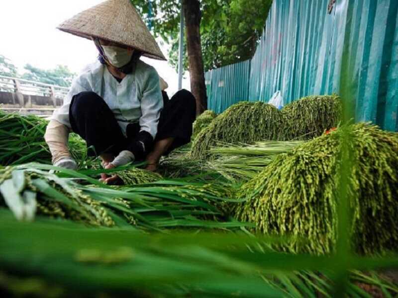 Nhặt lúa làm cốm