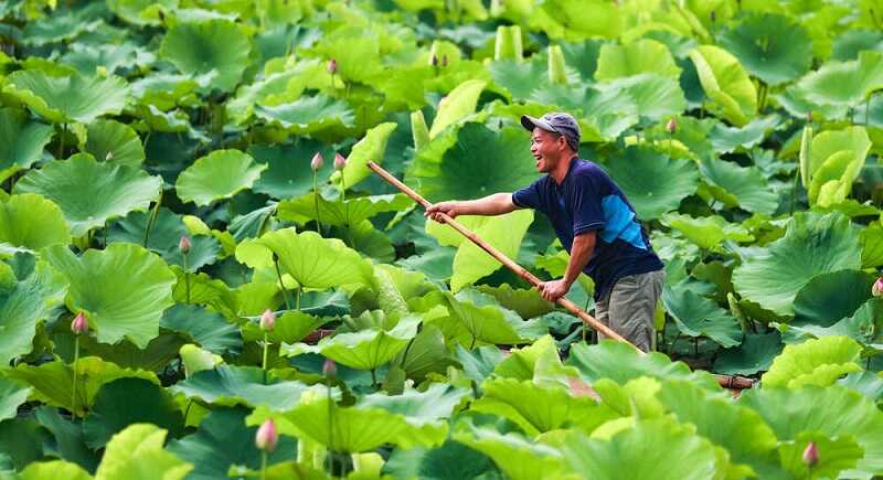Sen Hồ Tây Hà Nội