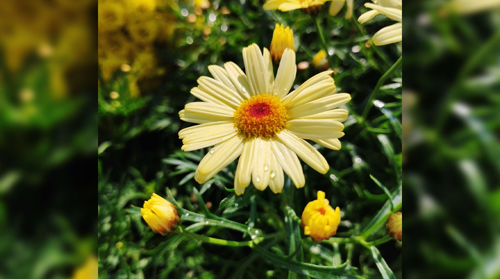 Đem đến những bức ảnh cực kì sắc nét