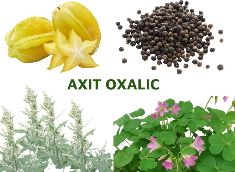 Axit Oxalic tồn tại một số loài thực vật