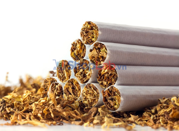 Nicotine là chất độc tồn tại nhiều trong thuốc lá