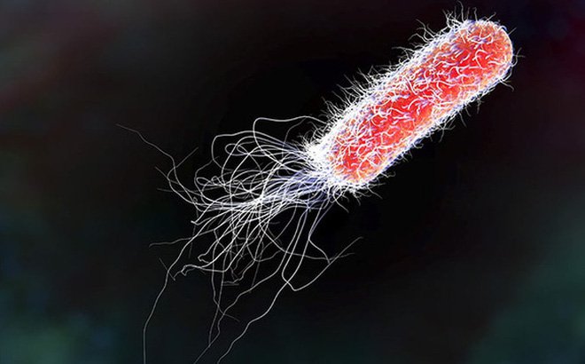 Vi khuẩn đường ruột E.coli