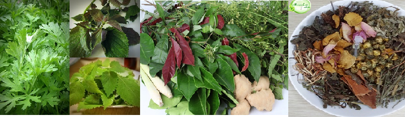 thảo dược dùng xông hơi