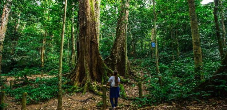 cuc-phuong-national-park10-rt-travel
