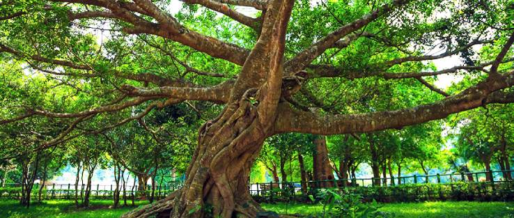 cuc-phuong-national-park-rt-travel