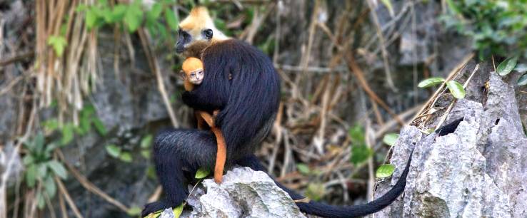 cuc-phuong-national-park4-rt-travel