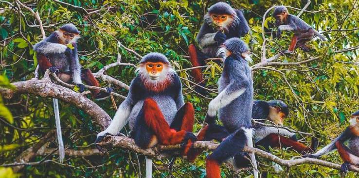 cuc-phuong-national-park5-rt-travel