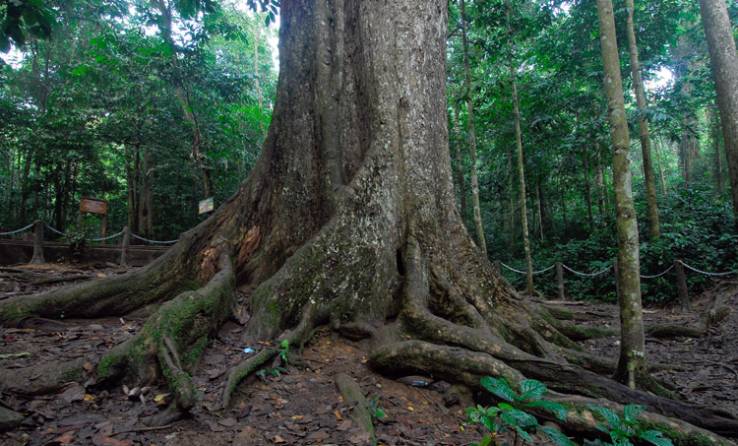 cuc-phuong-national-park9-rt-travel