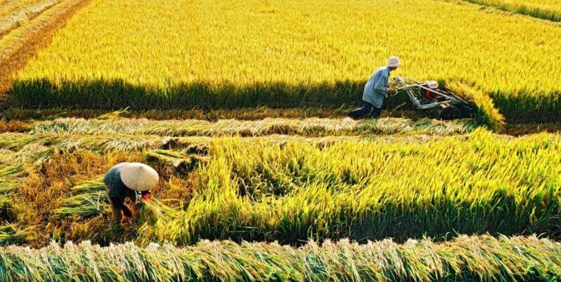 rice-field2-rt-travel