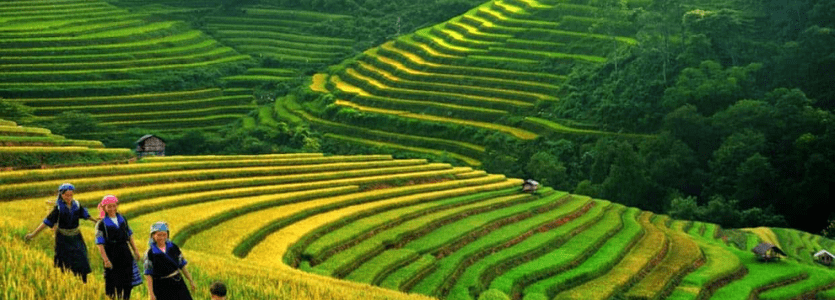 sapa rice paddy field