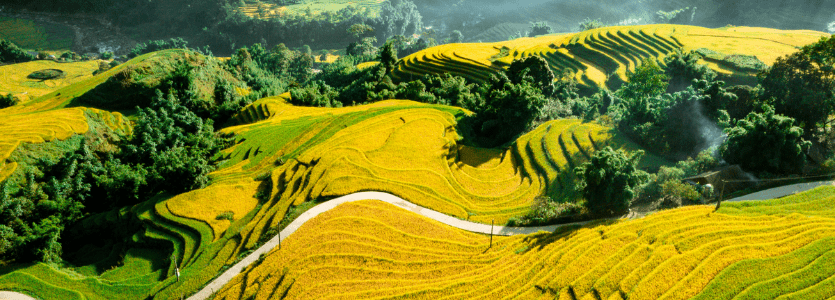 perfect view of ripe rice field