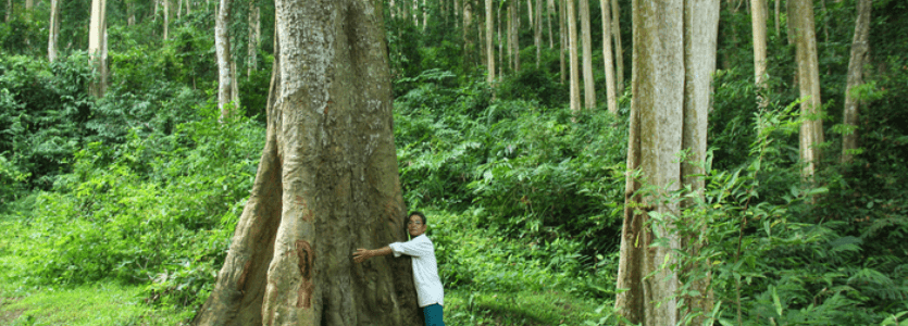 forbidden forest