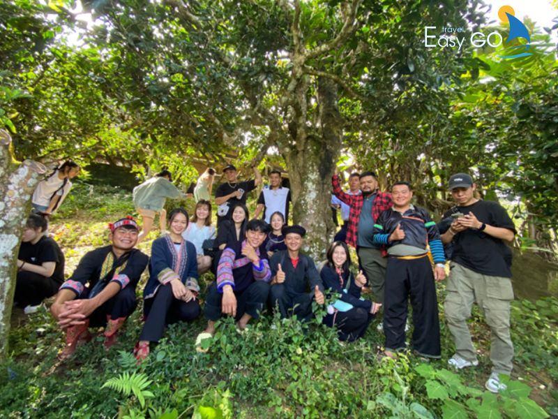 thăm đồi chè shan tuyết cổ thụ ở Phình Hồ