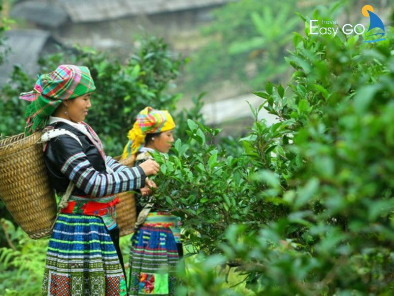 người dân hái chè san tuyết cổ thụ ở Phình Hồ