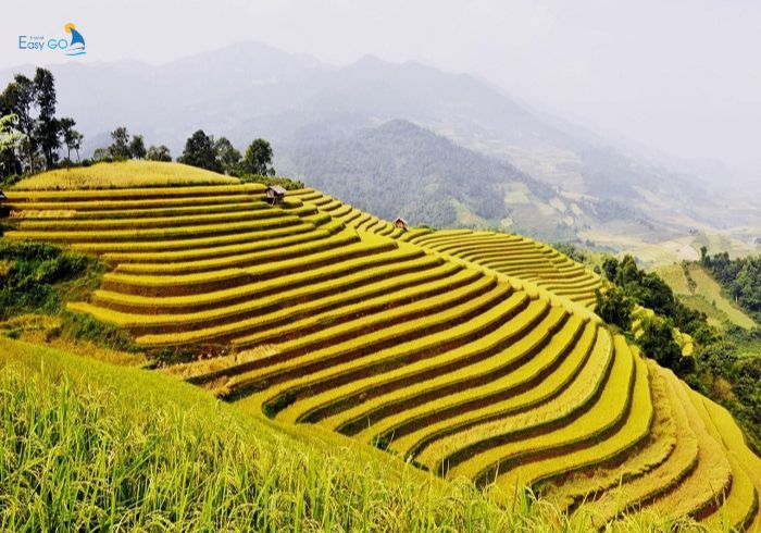 Ngắm nhìn mùa lúa chín ở Hà Giang