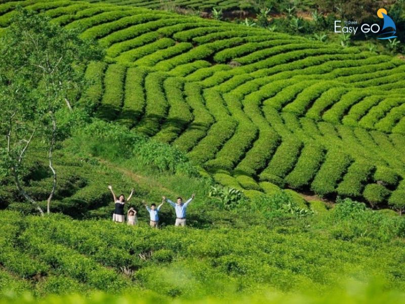 Đồi chè Cầu Đất