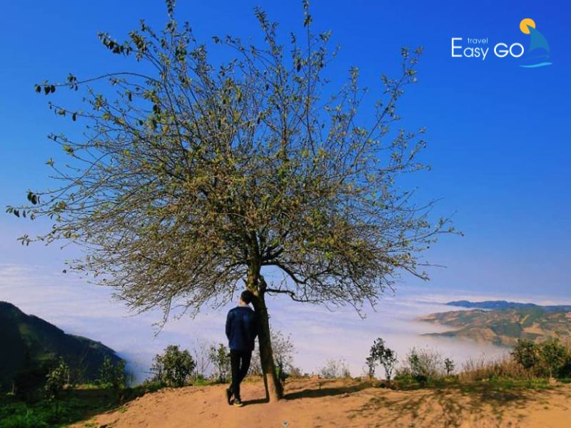 Check in tại Cây cô đơn