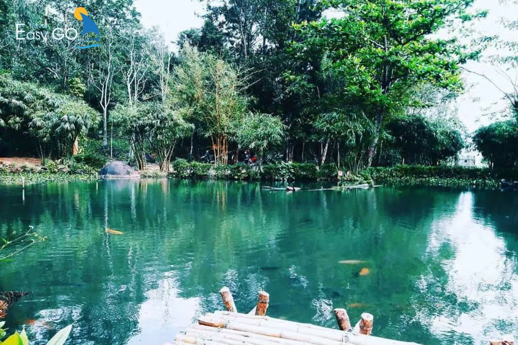 Sơn Trà Tịnh Viên lưu giữ hơn 100 giống tre trúc