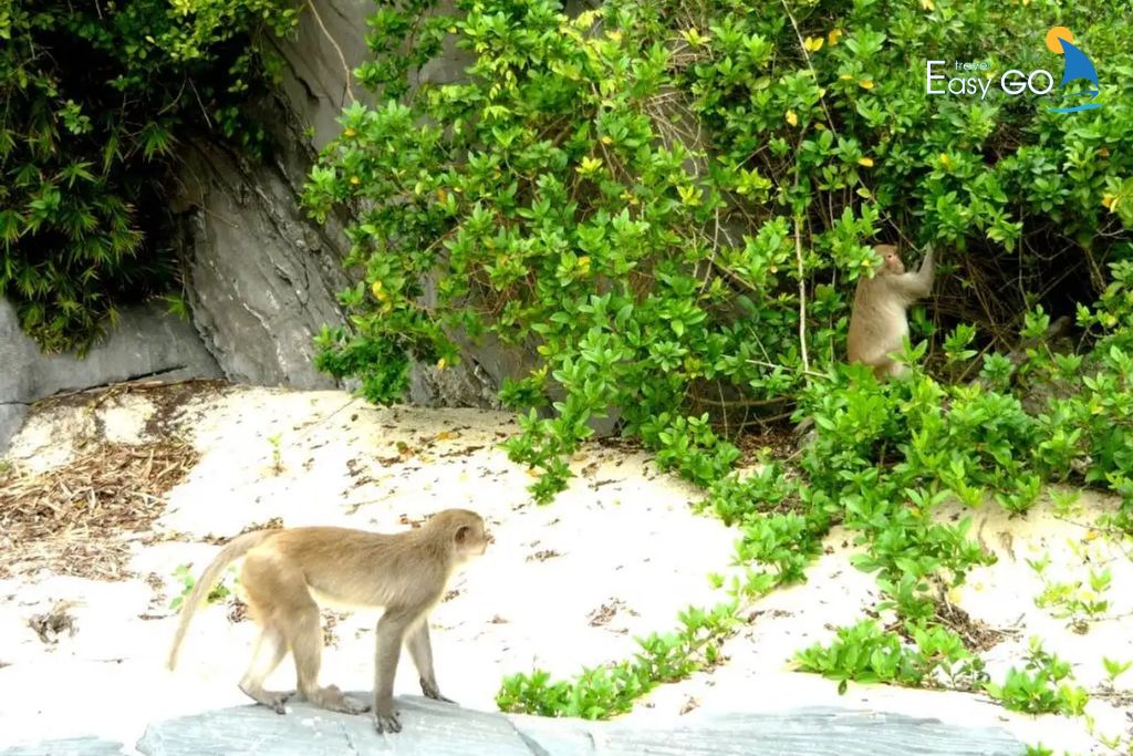 Những chú khỉ trên đảo