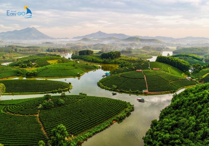 Đảo chè Thanh Chương