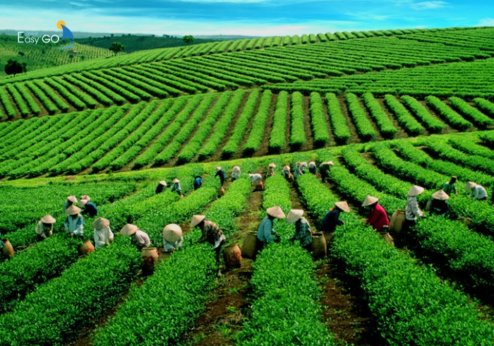 Đồi chè Cầu Đất